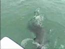 Hammerhead Attacks a Tarpon